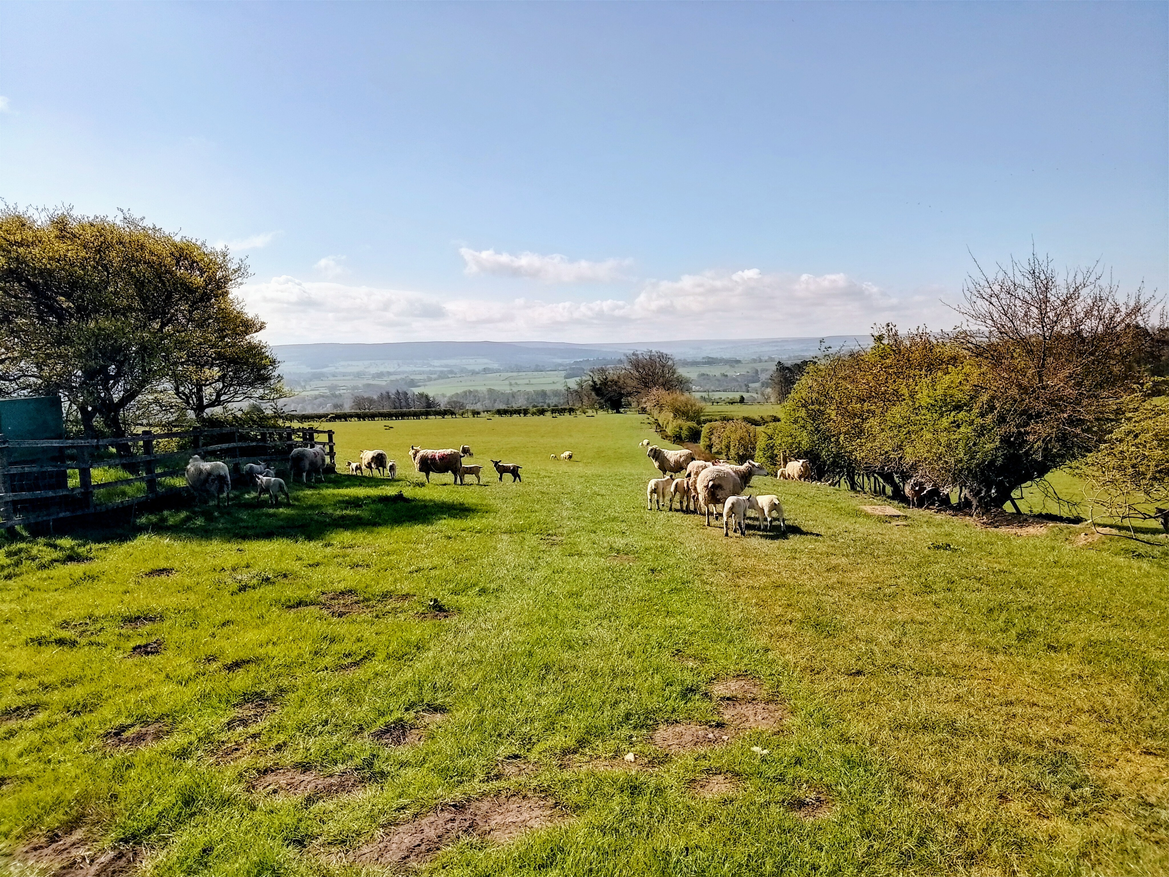 Lambs on the Way of Life