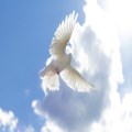 The Spirit Moves