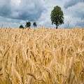 The Wheat, the Tares and the Impending Harvest