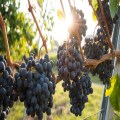 Living in the Vine 1